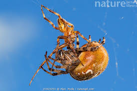 Attēlu rezultāti vaicājumam “Araneus quadratus male”