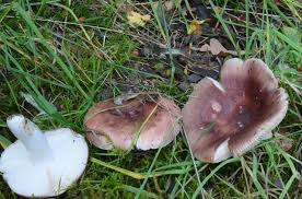 Attēlu rezultāti vaicājumam “Russula vesca”