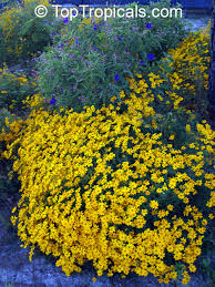 Attēlu rezultāti vaicājumam “Tagetes”
