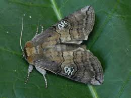 Attēlu rezultāti vaicājumam “Tethea or”