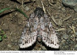 Attēlu rezultāti vaicājumam “Eurois occulta”