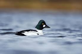 Attēlu rezultāti vaicājumam “Bucephala clangula male”