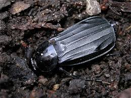 Attēlu rezultāti vaicājumam “Necrodes littoralis”