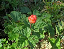 Attēlu rezultāti vaicājumam “xComagaria rosea”