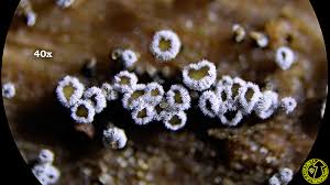 Attēlu rezultāti vaicājumam “Proliferodiscus pulveraceus”