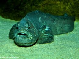 Image result for Anarhichas lupus