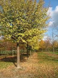 Attēlu rezultāti vaicājumam “Acer campestre”