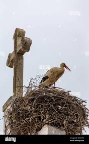 Attēlu rezultāti vaicājumam “Ciconia ciconia nest”