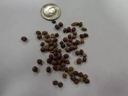 Attēlu rezultāti vaicājumam “Lathyrus tuberosus”