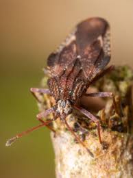 Attēlu rezultāti vaicājumam “Physatocheila smreczynskii”