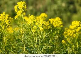 Attēlu rezultāti vaicājumam “Euphorbia virgata”