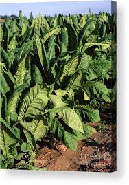 Attēlu rezultāti vaicājumam “Nicotiana tabacum”