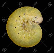 Attēlu rezultāti vaicājumam “Cimbex femoratus larva”