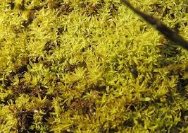 Attēlu rezultāti vaicājumam “Barbula”