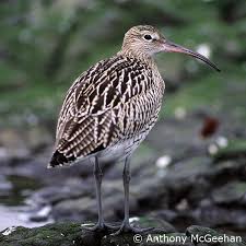 Attēlu rezultāti vaicājumam “Numenius arquata”