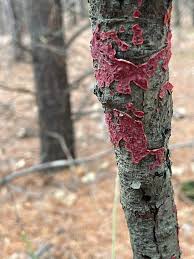 Attēlu rezultāti vaicājumam “Peniophora rufa”