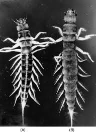 Attēlu rezultāti vaicājumam “Megaloptera”