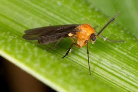 Attēlu rezultāti vaicājumam “Mycetophilidae”