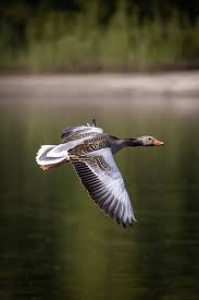 Attēlu rezultāti vaicājumam “Anser anser”