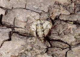 Attēlu rezultāti vaicājumam “Agriopis marginaria”