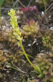 Attēlu rezultāti vaicājumam “Hammarbya paludosa leaf”
