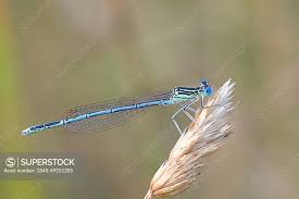 Attēlu rezultāti vaicājumam “Platycnemis pennipes male”