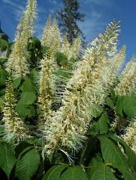 Attēlu rezultāti vaicājumam “Aesculus x hybrida”