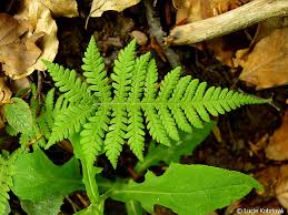 Attēlu rezultāti vaicājumam “Phegopteris connectilis”