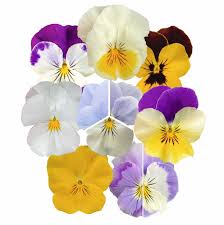 Image result for Viola wittrockiana