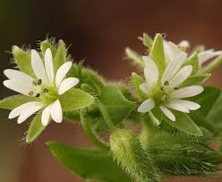Attēlu rezultāti vaicājumam “Stellaria media”