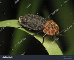 Attēlu rezultāti vaicājumam “Oiceoptoma thoracicum”