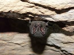 Attēlu rezultāti vaicājumam “Barbastella barbastellus”