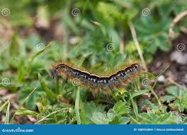 Attēlu rezultāti vaicājumam “Malacosoma castrensis”