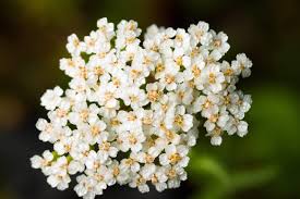 Image result for Achillea millefolium