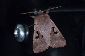 Attēlu rezultāti vaicājumam “Orthosia gothica”