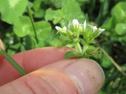 Attēlu rezultāti vaicājumam “Cerastium sylvaticum”