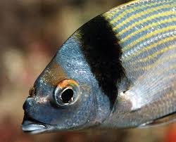 Image result for Diplodus vulgaris