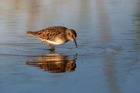 Attēlu rezultāti vaicājumam “Calidris maritima adult”