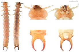 Attēlu rezultāti vaicājumam “Schizotus pectinicornis”