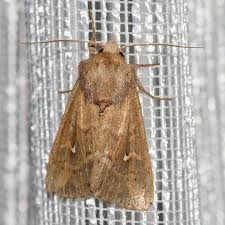 Attēlu rezultāti vaicājumam “Mythimna sp.”