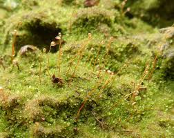 Attēlu rezultāti vaicājumam “Lophocolea bidentata”