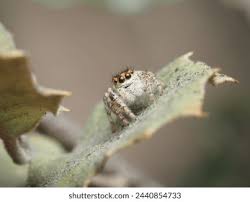 Attēlu rezultāti vaicājumam “Xanthogramma sp.”