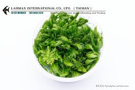 「綠羽毛」的圖片搜尋結果