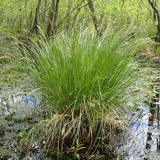 Attēlu rezultāti vaicājumam “Carex paniculata”