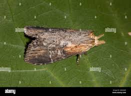 Attēlu rezultāti vaicājumam “Notodontidae”