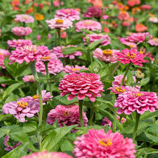Image result for Zinnia elegans
