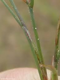 Attēlu rezultāti vaicājumam “Juncus bufonius bud”