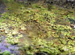 Attēlu rezultāti vaicājumam “Microcalicium disseminatum”