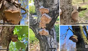 Attēlu rezultāti vaicājumam “Phellinus ferrugineofuscus”
