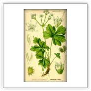 Attēlu rezultāti vaicājumam “Sanicula europaea bud”